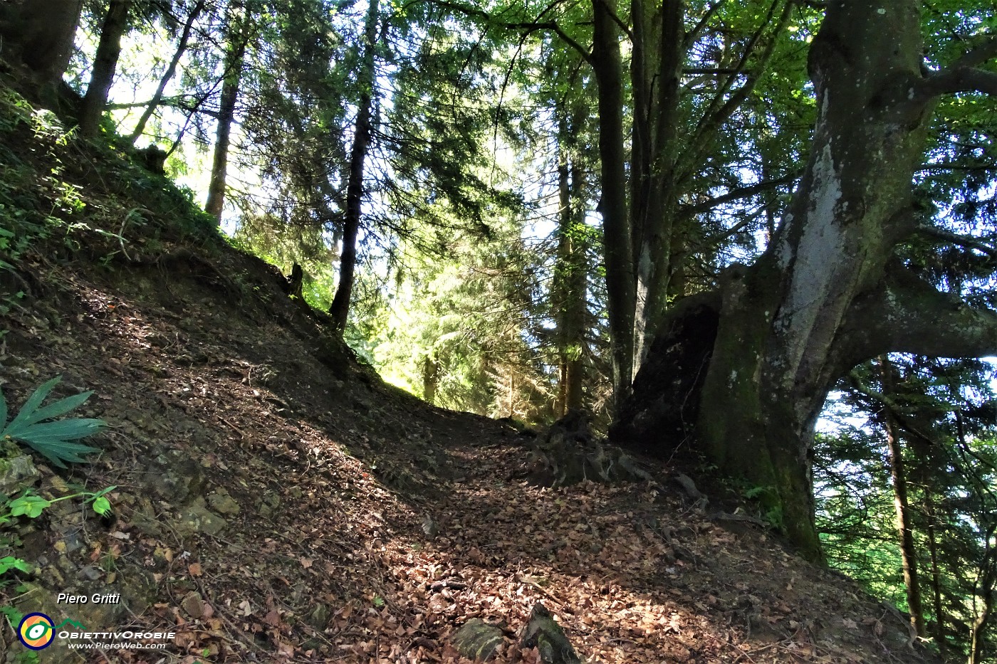16 Proseguo nel bosco superando vallette.JPG